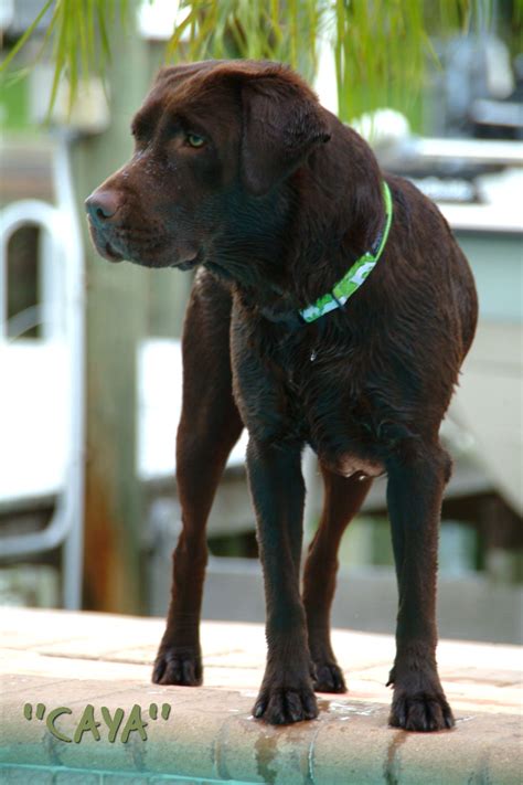 Lab rescue florida - "Click here to view Lab Dogs for adoption, or post one in need." - ♥ RESCUE ME! ♥ ۬